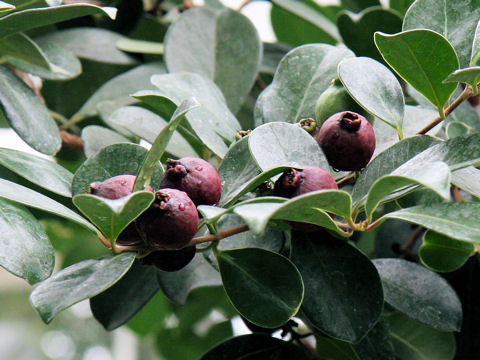 Psidium littorale