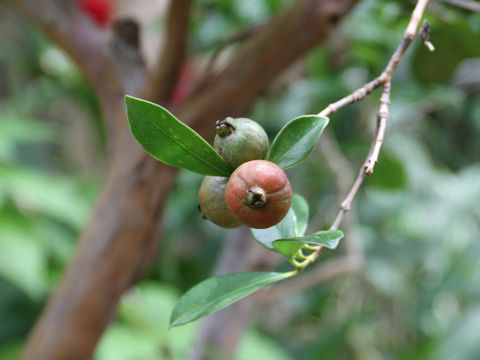 Psidium littorale