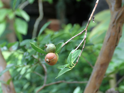 Psidium littorale