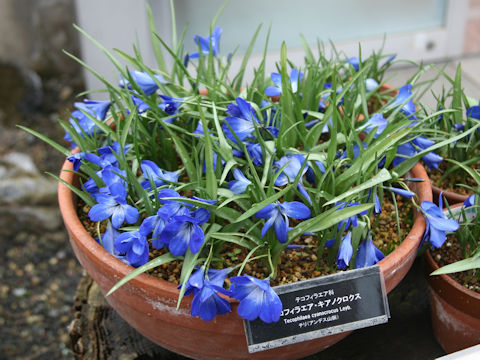 Tecophilaea cyanocrocus