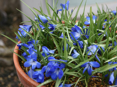 Tecophilaea cyanocrocus