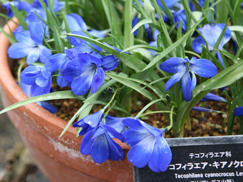 Tecophilaea cyanocrocus