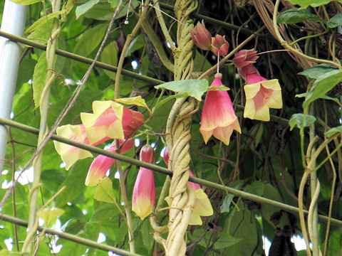 Tecomanthe dendrophylla