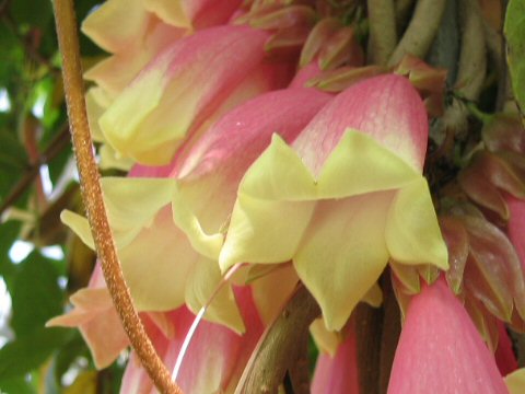 Tecomanthe dendrophylla