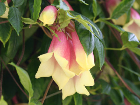 Tecomanthe dendrophylla