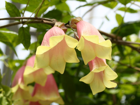 Tecomanthe dendrophylla