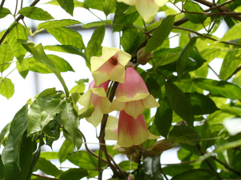 Tecomanthe dendrophylla