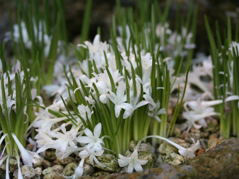 Tecophilaea violiflora