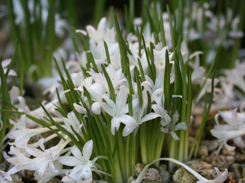 Tecophilaea violiflora