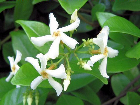 Trachelospermum asiaticum