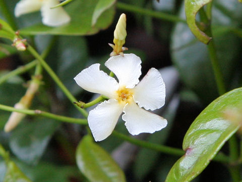 Trachelospermum asiaticum