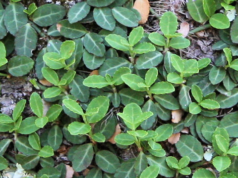 Trachelospermum asiaticum