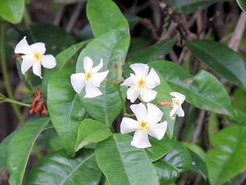 Trachelospermum asiaticum