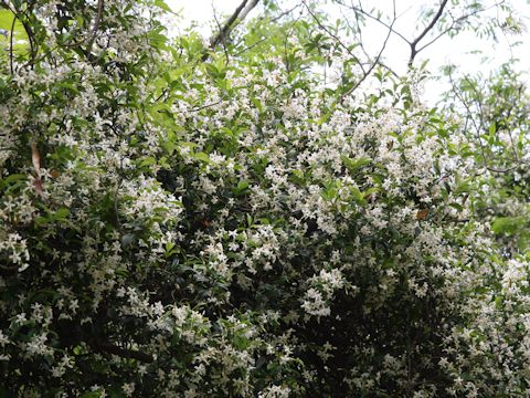 Trachelospermum asiaticum