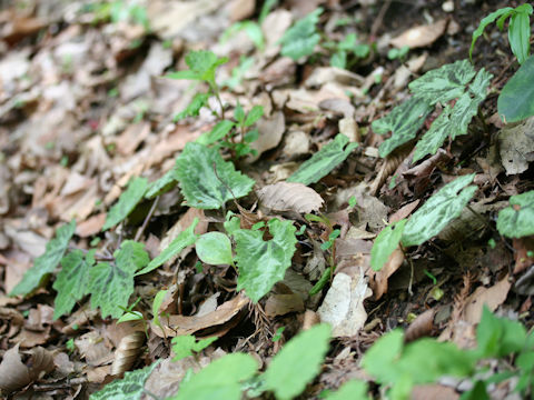 Ainsliaea cordifolia