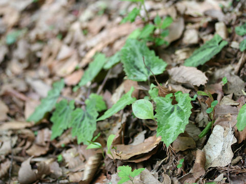 Ainsliaea cordifolia