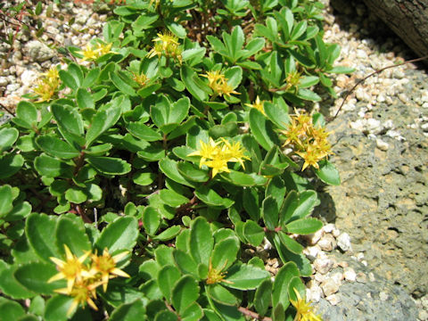 Sedum aizoon var. floribundum