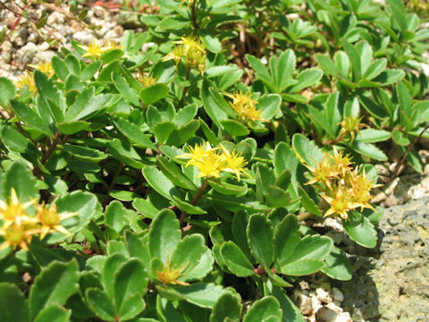 Sedum aizoon var. floribundum