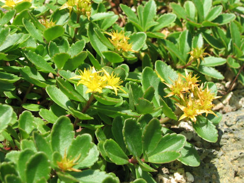 Sedum aizoon var. floribundum