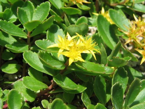 Sedum aizoon var. floribundum