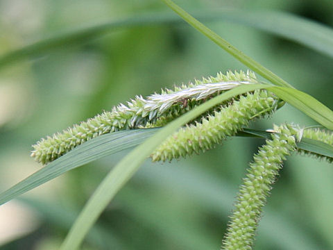 Carex kiotensis