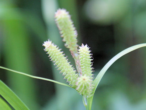 Carex kiotensis