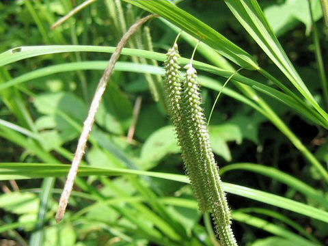 Carex kiotensis