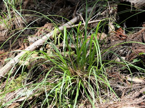 Carex kiotensis