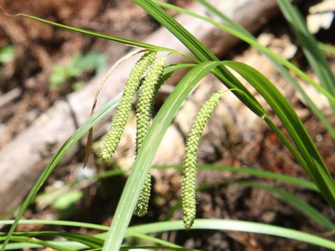 Carex kiotensis