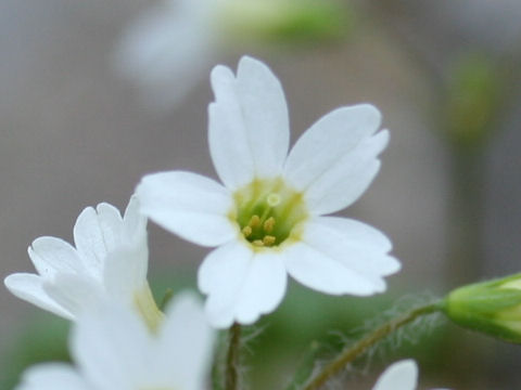 Primula takedana