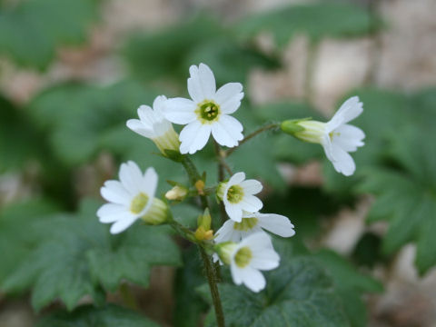 Primula takedana