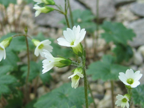 Primula takedana