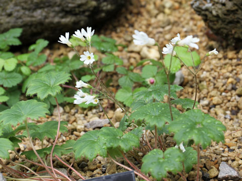 Primula takedana