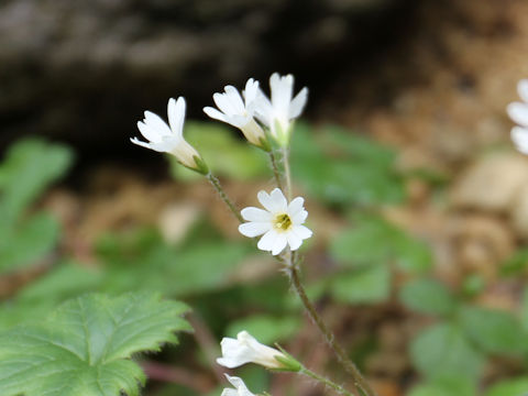 Primula takedana