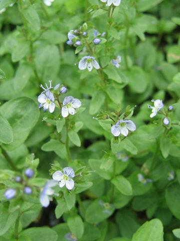 Veronica serpyllifolia spp. humifusa