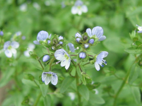 Veronica serpyllifolia spp. humifusa