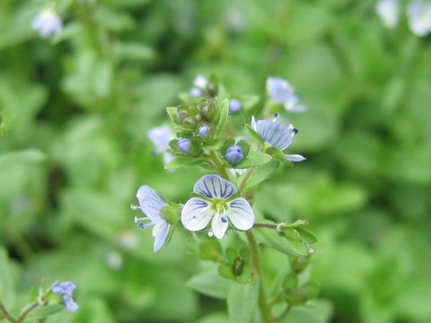 Veronica serpyllifolia spp. humifusa