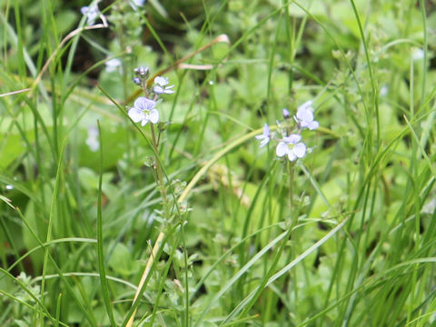 Veronica serpyllifolia spp. humifusa