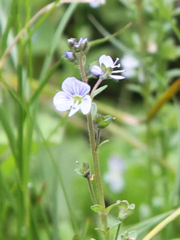 Veronica serpyllifolia spp. humifusa