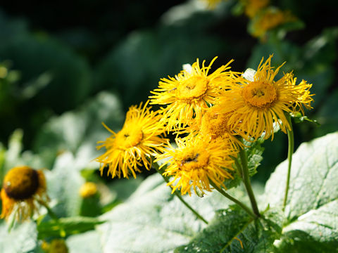 Telekia speciosa