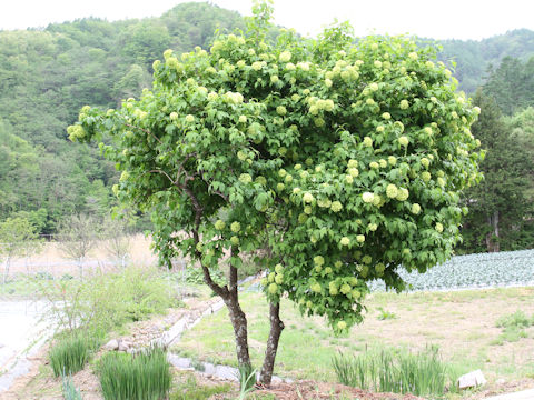 Viburnum opulus var. calvescens f. hydrangeoides