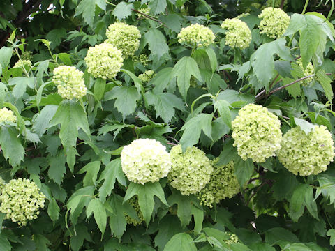 Viburnum opulus var. calvescens f. hydrangeoides