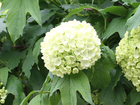 Viburnum opulus var. calvescens f. hydrangeoides