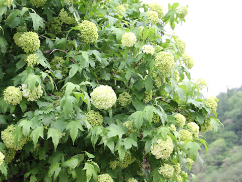 Viburnum opulus var. calvescens f. hydrangeoides