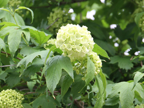 Viburnum opulus var. calvescens f. hydrangeoides