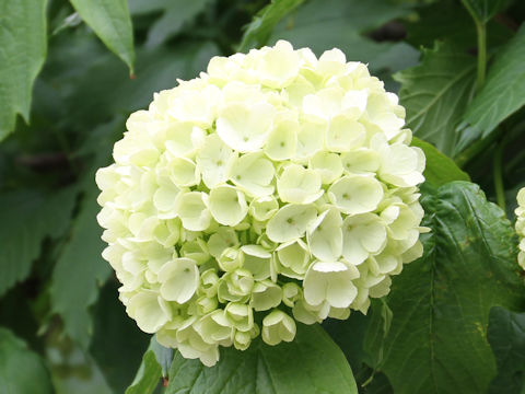 Viburnum opulus var. calvescens f. hydrangeoides