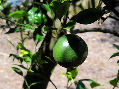 Citrus temple