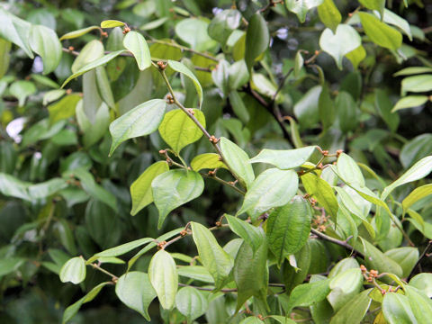 Lindera strychnifolia