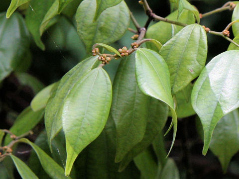 Lindera strychnifolia