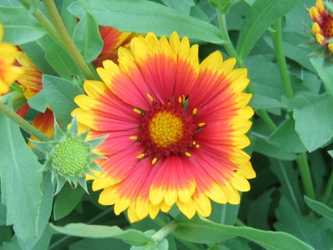 Gaillardia pulchella